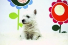 Westy  FABULOSO _ Perrito muy cariñoso y familiar ( www.animalflower.com ) _ 2meses edad y pedigre - mejor precio | unprecio.es