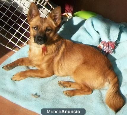 `Protectora de animales necesita árboles donados para sombra