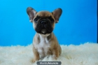 Cachorros de Bulldog frances Fawn o marron, perritos de primera calidad, Fotos - mejor precio | unprecio.es
