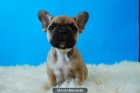 Cachorros de Bulldog frances Fawn o marron, perritos de primera calidad, Fotos de los cachorros actuales, www.doogs.es - mejor precio | unprecio.es