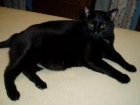 Estoy buscando un hogar para un gato negro precioso - mejor precio | unprecio.es