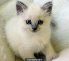 gatitos todo un regalo cruce de siames 689 39 223 66 - mejor precio | unprecio.es