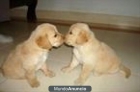 Golden retriever cachorros,. - mejor precio | unprecio.es