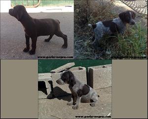 Preciosos cachorros de Braco Francés.