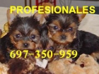 PRECIOSOS YORKSHIRE TOYS - mejor precio | unprecio.es