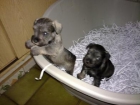 Schnauzer Mini - mejor precio | unprecio.es