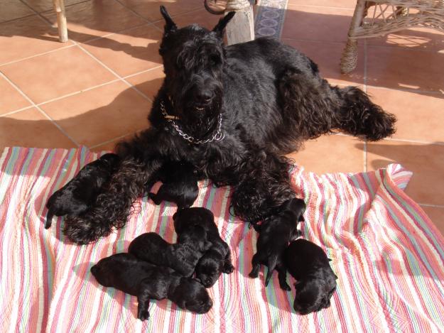 Vendo cachorros de Schnauzar gigante negro