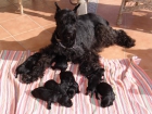 Vendo cachorros de Schnauzar gigante negro - mejor precio | unprecio.es