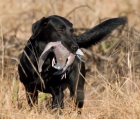 vendo , labrador cazando perfectamente, en puesto y a la mano - mejor precio | unprecio.es