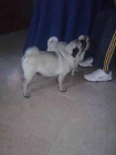 venta de cachorros de carlinos - mejor precio | unprecio.es
