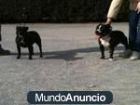 venta de staffy en velez malaga - mejor precio | unprecio.es