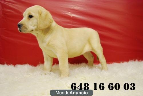 GOLDEN Y LABRADOR RETRIEVER¡ CACHORRITOS DISPONIBLES