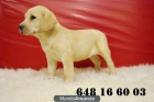 GOLDEN Y LABRADOR RETRIEVER¡ CACHORRITOS DISPONIBLES - mejor precio | unprecio.es