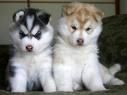 2 PRECIOSO HUSKY SIBERIANO