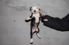 American pit bull terrier con pedigree - mejor precio | unprecio.es