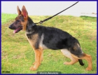 Cachorras Ceppa. de Pastores Alemanes. - mejor precio | unprecio.es