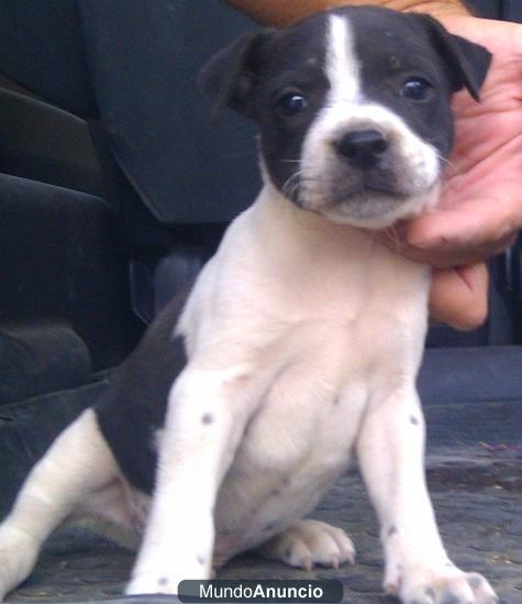 cachorros de staffordshire bull terrier