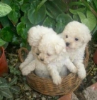 Caniches toy nacidos en mallorca linea muy fina tel 634561018 - mejor precio | unprecio.es