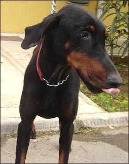 Este perro tan estupendo