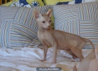 gatitas sphynx, esfinge, gatos sin pelo - mejor precio | unprecio.es