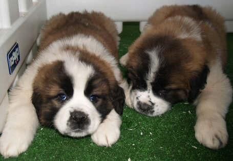 San Bernardo, los mejores cachorros