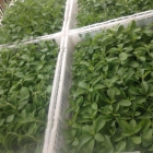 Stevia plantas y hoja seca - mejor precio | unprecio.es