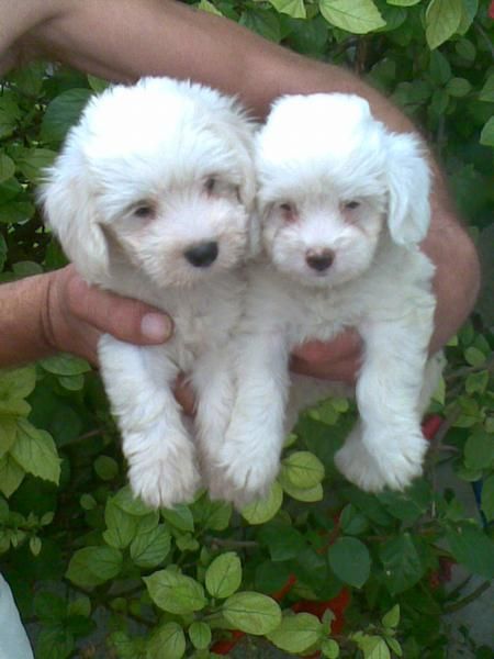 Ultima cachorra de bichon maltes buen precio la mas  pequeña