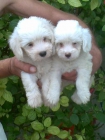 Ultima cachorra de bichon maltes buen precio la mas  pequeña - mejor precio | unprecio.es