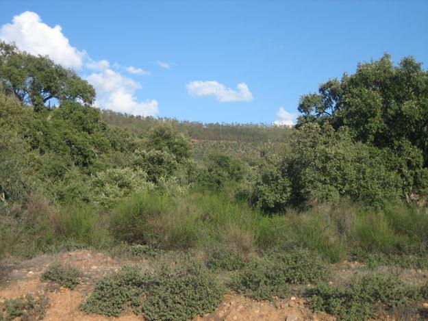 Vendo parcela rústica de 20.863 m2´a 15 Km de Mérida