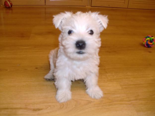 WESTY  PARTICULAR