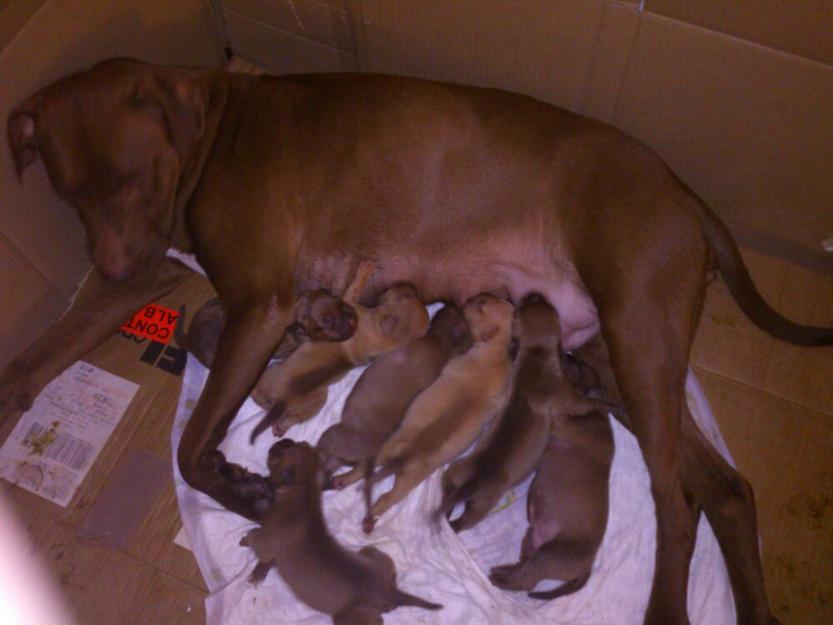American Pitbull Terrier