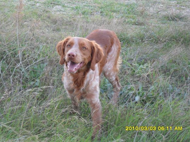 busco perra spaniel breton para cruzar