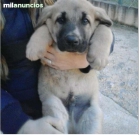 Cachorro mastin perfecto!! - mejor precio | unprecio.es