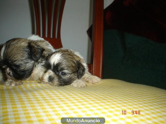 camada de Shitzus minis tricolores 250euros