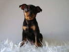 camadita de pincher miniatura, cachorros negro fuego, 400e - mejor precio | unprecio.es