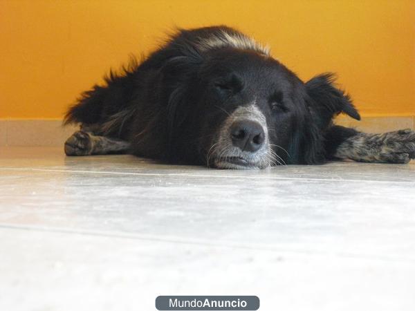 Se regala mestizo de border collie