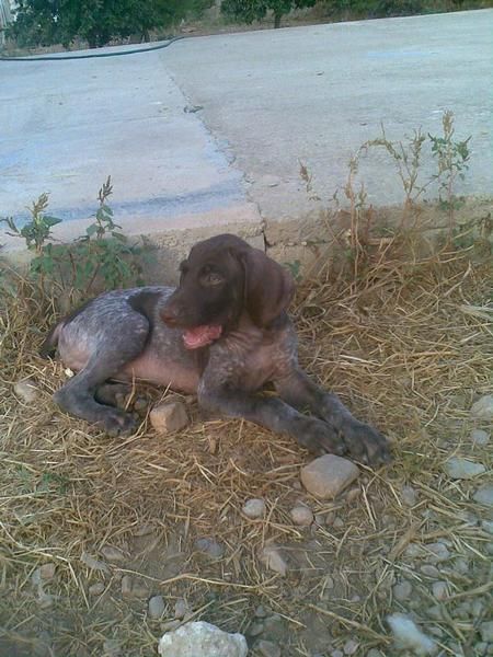 se vende cachorrito braco aleman macho solo valencia no envio