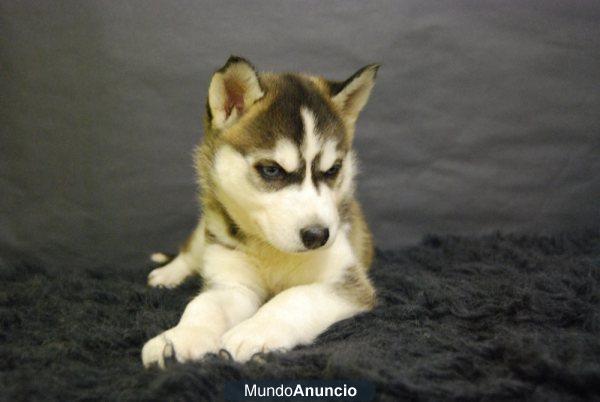 Siberian Husky con pedigre, toda la documentacion en regla, somos profesionales