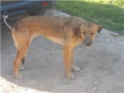 Tenemos muchos perros adultos y cachorros sin hogar. Adopta a uno y le darás un lugar a ot - mejor precio | unprecio.es
