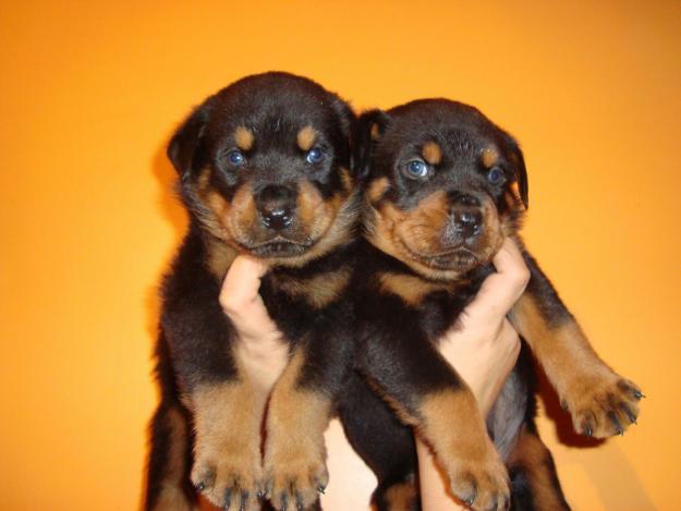 vendo cachorros rottweiler