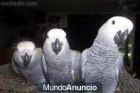 Vendo cuatro cachorritos de Loro gris africano-hembras130€ - mejor precio | unprecio.es