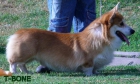 WELSH CORGI PEMBROKE(PROSPECTOS PARA EXPOSICION) - mejor precio | unprecio.es