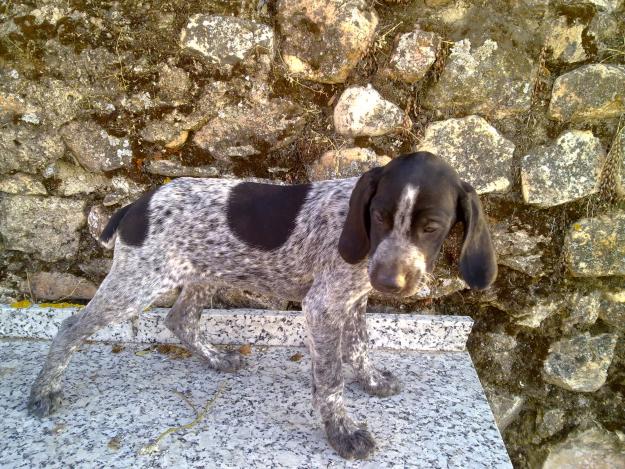 VENDO CACHORROS DE BRACO ALEMÁN