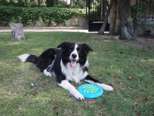 busco hembra border collie para monta