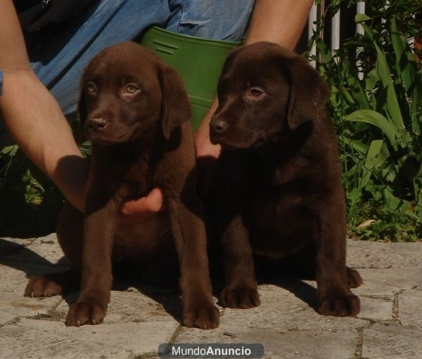 CACHORROS DE LABRADOR CHOCOLATE 600