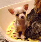 Chihuahua hembra de 2 meses - mejor precio | unprecio.es