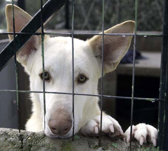 Claudia, preciosa perrita joven en adopcion