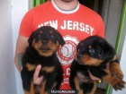 IMPRESIONANTES CACHORROS ROTTWEILER - mejor precio | unprecio.es