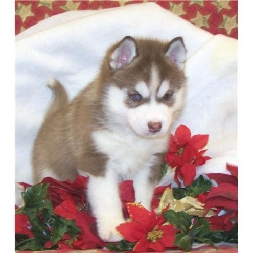 Masculino y Femenino husky siberiano para