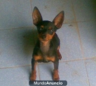 nos regales mini pincher o cruze de pincher con chihuahua - mejor precio | unprecio.es